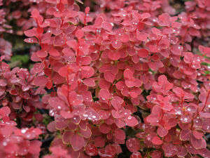 Bild von Berberis